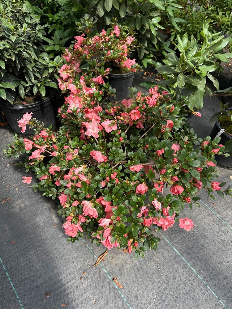 rhododendron-aikoku