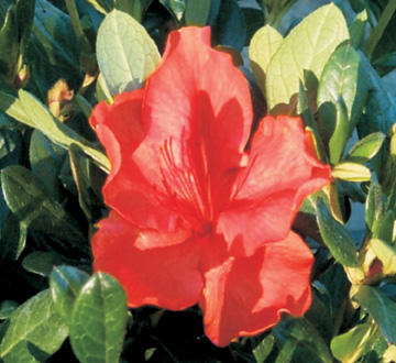 rhododendron-amagasa-satsuki-hybrid-azaleas