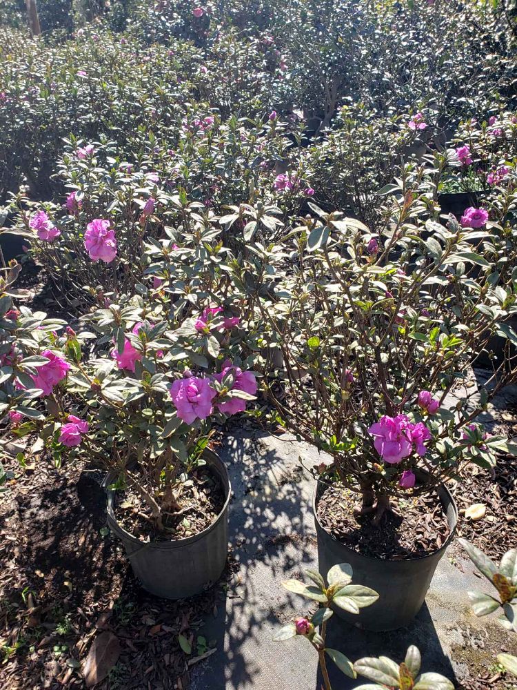 rhododendron-amelia-rose-azalea