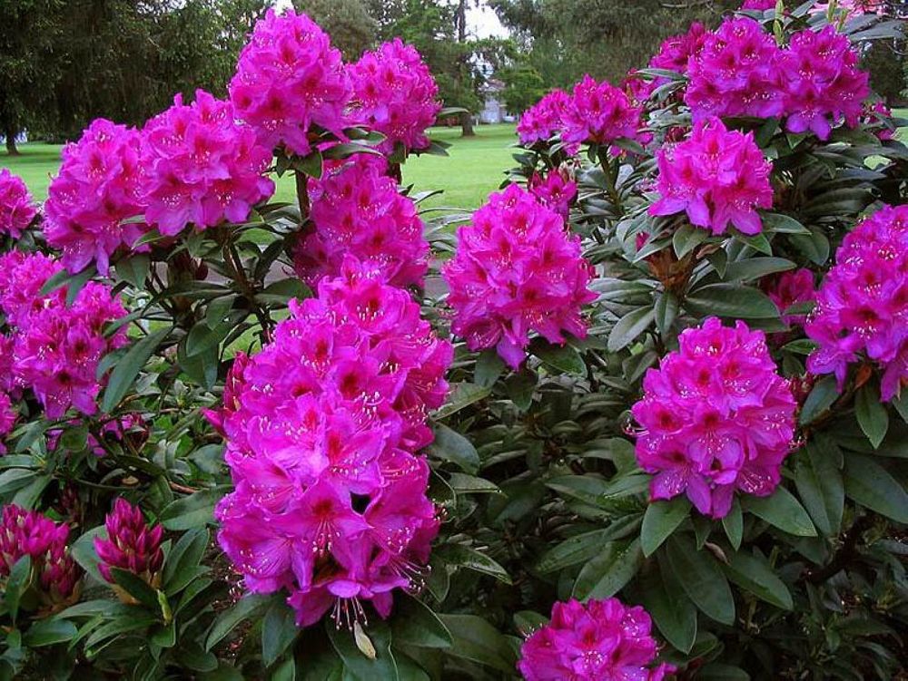 rhododendron-anah-kruschke