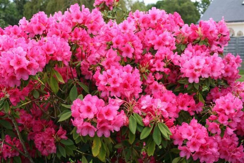 rhododendron-anna-rose-whitney