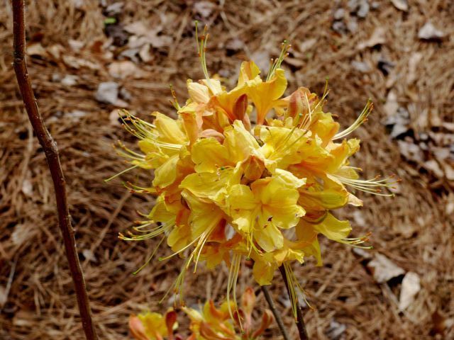 rhododendron-austrinum-florida-flame-azalea