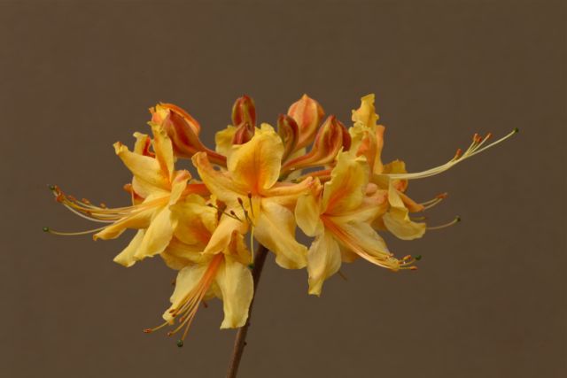 rhododendron-austrinum-florida-flame-azalea