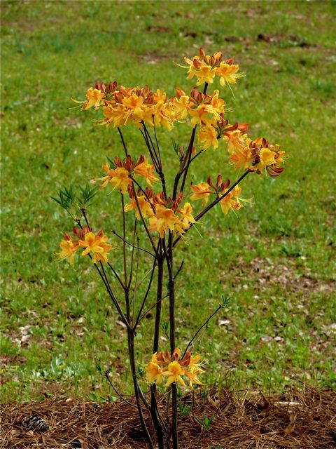 rhododendron-austrinum-florida-flame-azalea