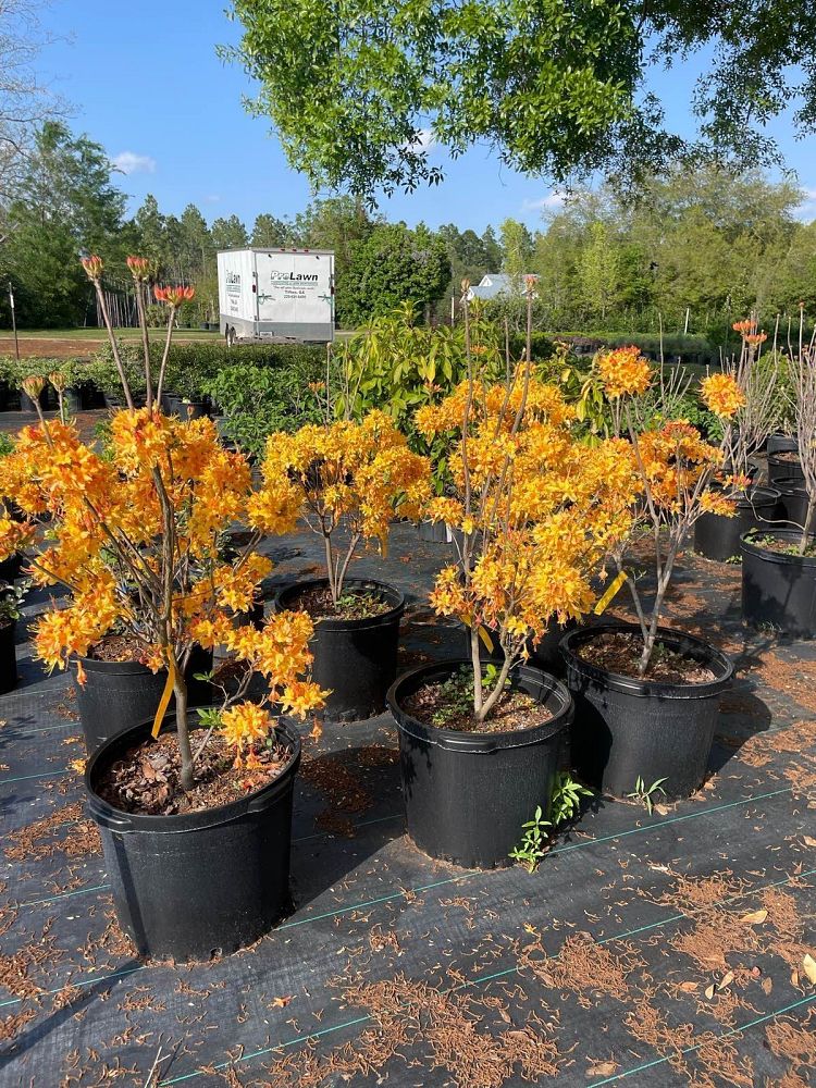 rhododendron-austrinum-florida-flame-azalea