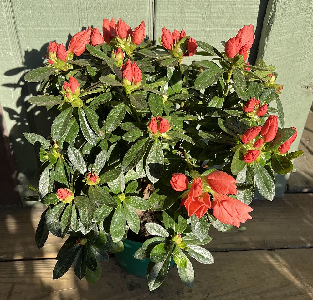 rhododendron-azalea
