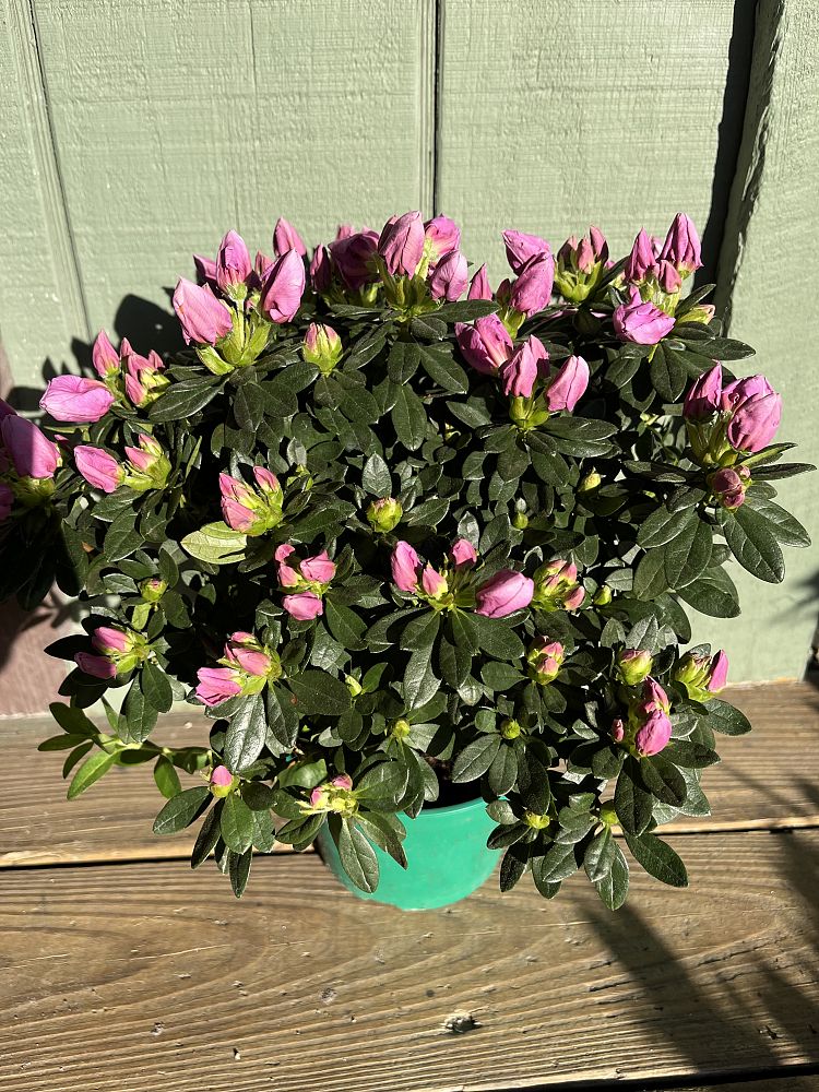 rhododendron-azalea