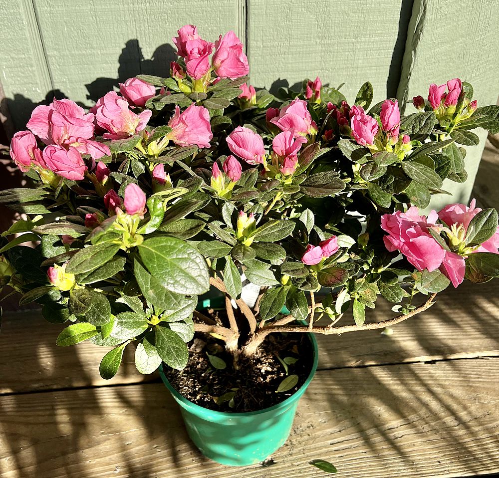 rhododendron-azalea