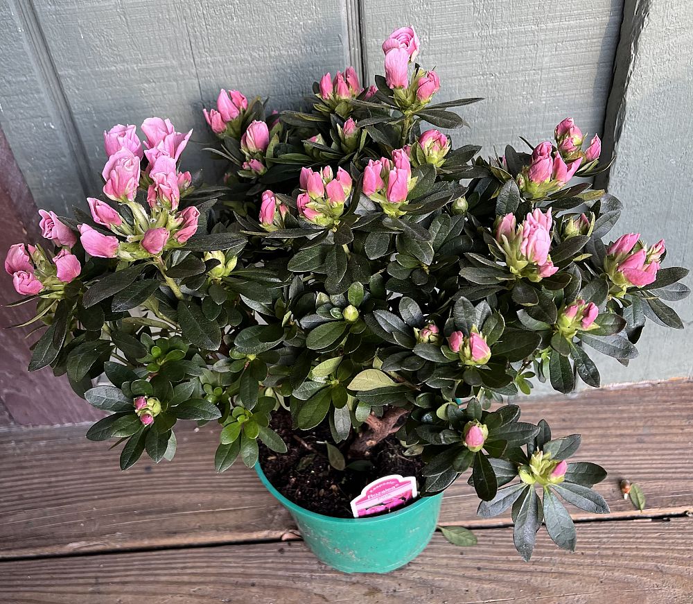 rhododendron-azalea