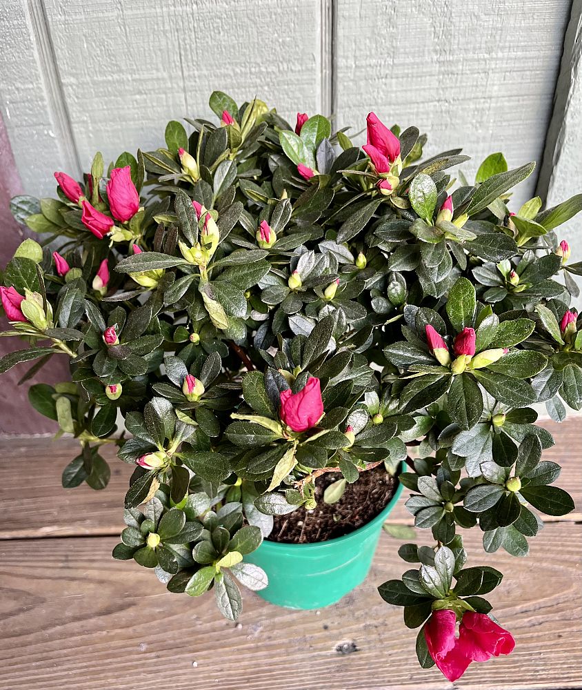 rhododendron-azalea