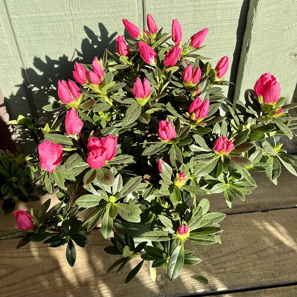 rhododendron-azalea