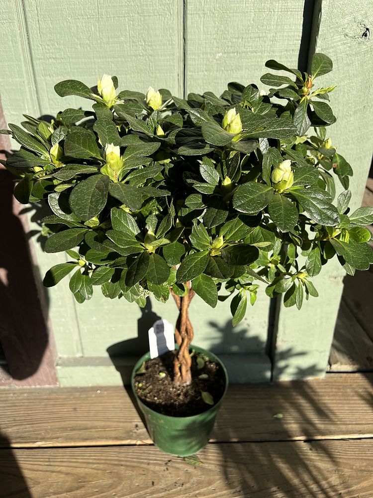 rhododendron-azalea