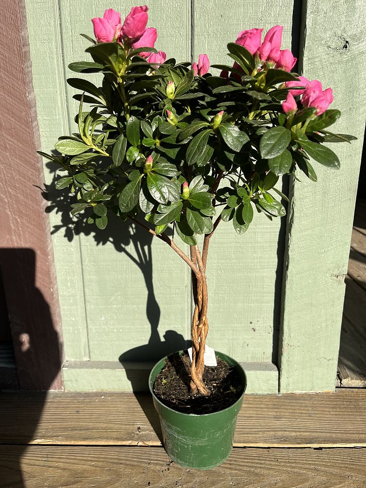 rhododendron-azalea