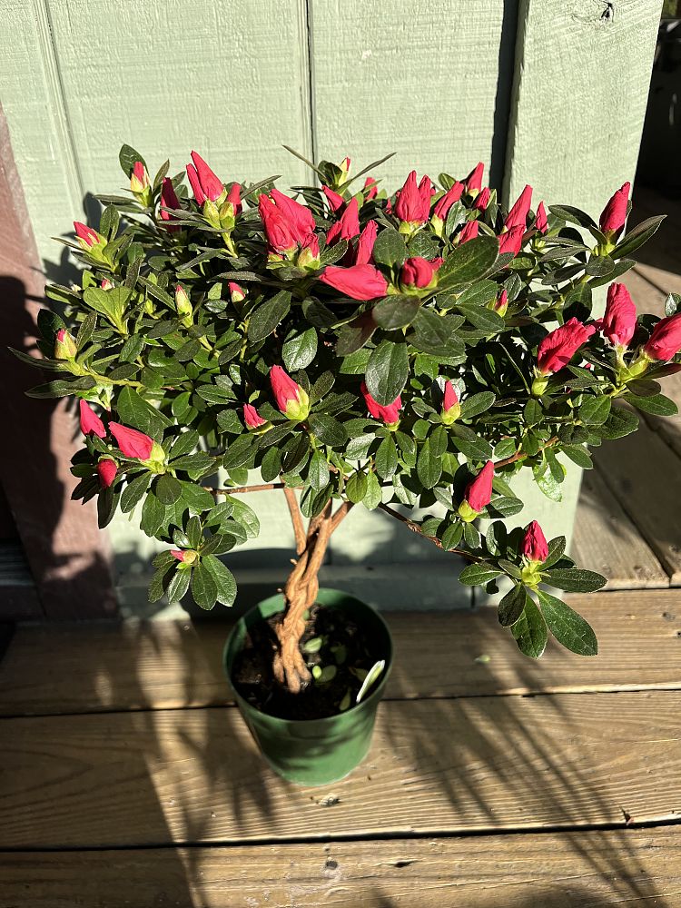 rhododendron-azalea