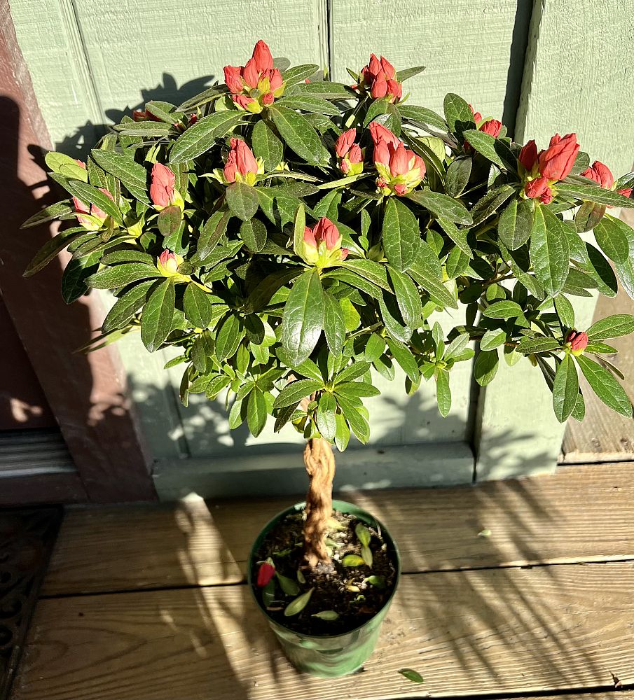 rhododendron-azalea