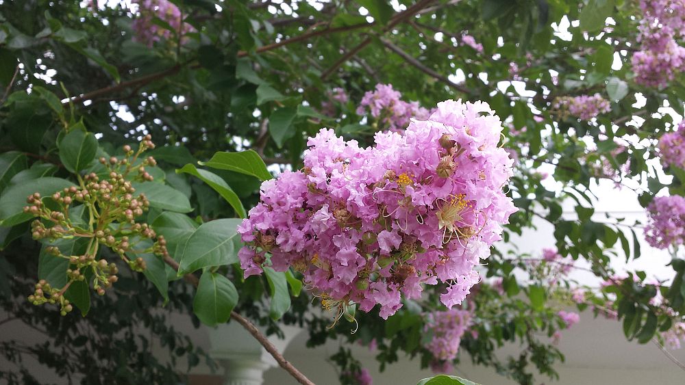 rhododendron-azor
