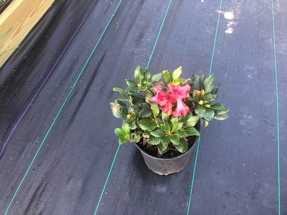 rhododendron-baden-baden