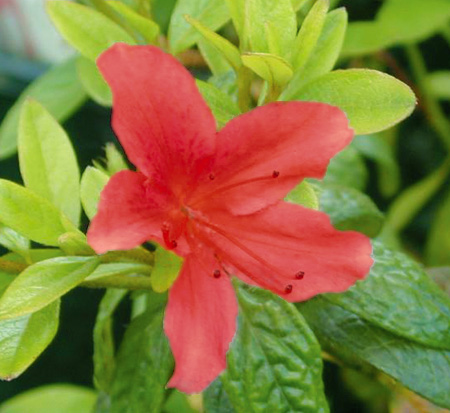 rhododendron-buccaneer-azalea