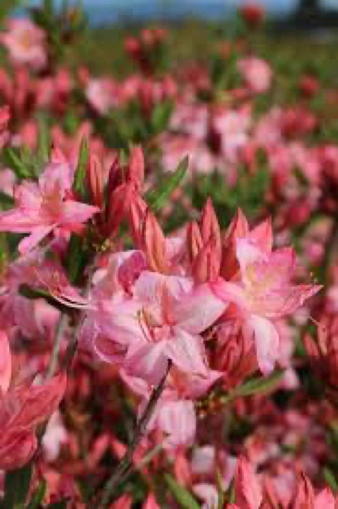 rhododendron-candy-lights-azalea