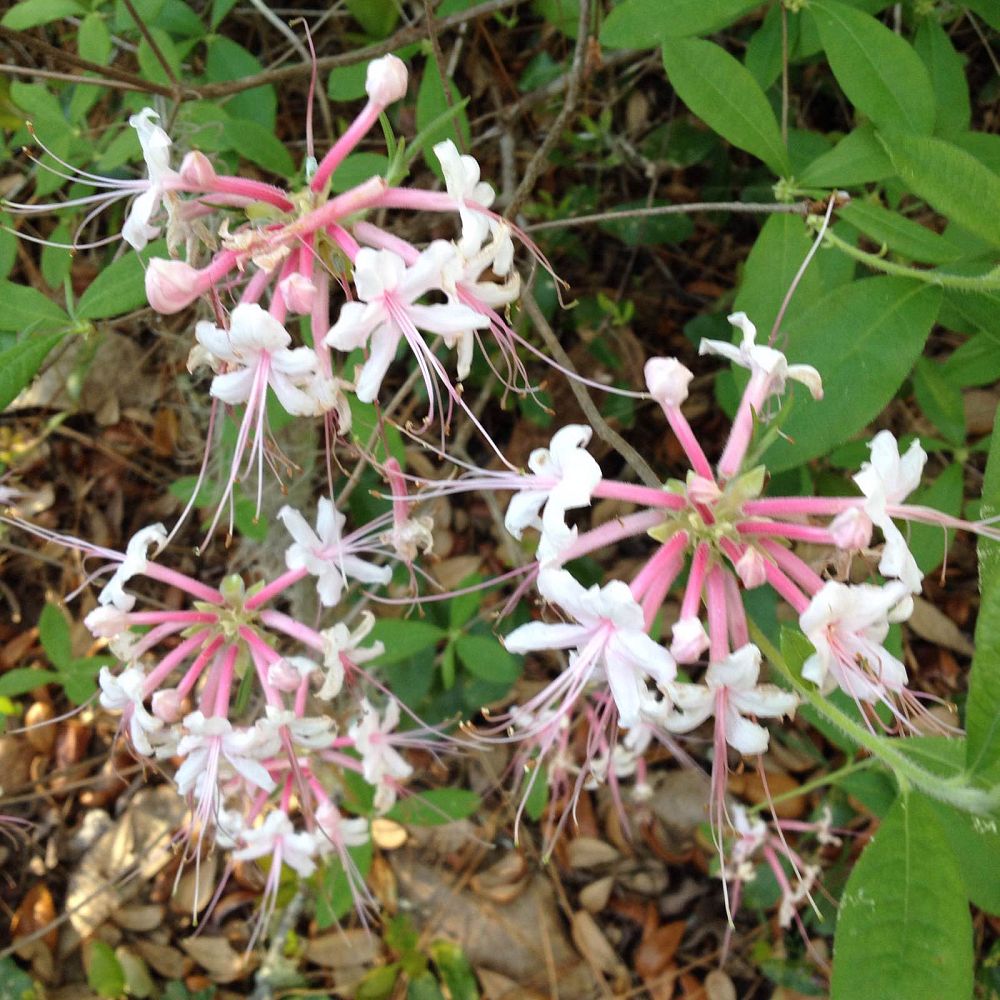 rhododendron-canescens-florida-pinxter-azalea-sweet-mountain-azalea-wild-azalea-wild-honeysuckle-piedmont-azalea