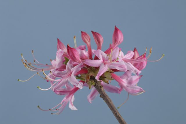 rhododendron-canescens-florida-pinxter-azalea-sweet-mountain-azalea-wild-azalea-wild-honeysuckle-piedmont-azalea