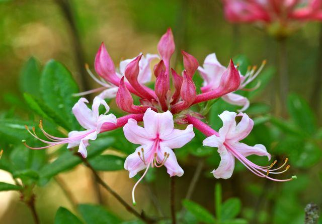 rhododendron-canescens-florida-pinxter-azalea-sweet-mountain-azalea-wild-azalea-wild-honeysuckle-piedmont-azalea