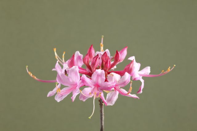 rhododendron-canescens-florida-pinxter-azalea-sweet-mountain-azalea-wild-azalea-wild-honeysuckle-piedmont-azalea