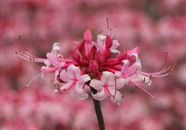 rhododendron-canescens-florida-pinxter-azalea-sweet-mountain-azalea-wild-azalea-wild-honeysuckle-piedmont-azalea