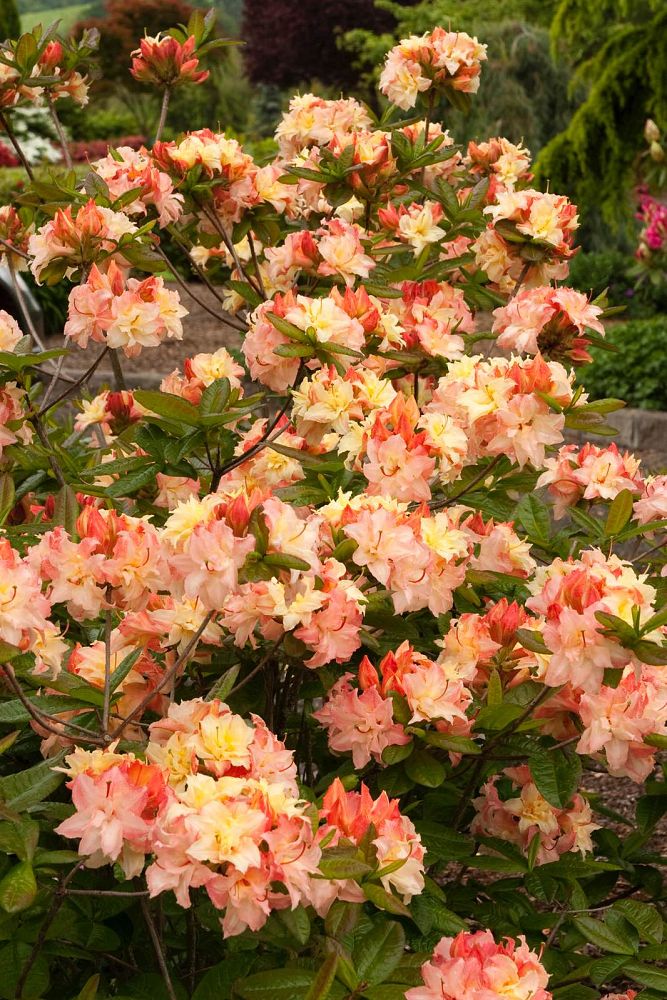 rhododendron-cannon-s-double-exbury-azalea-deciduous-azalea