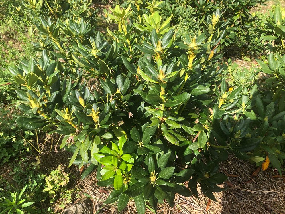 rhododendron-carolinianum-album