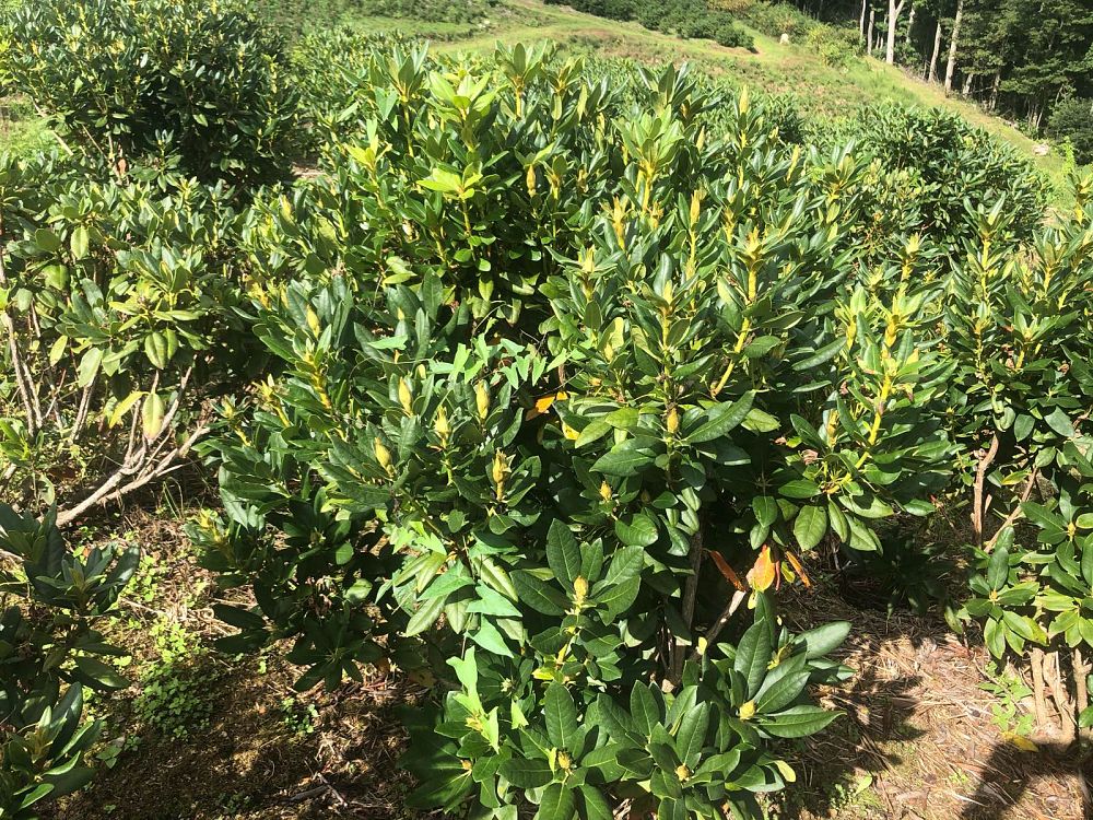 rhododendron-carolinianum-album