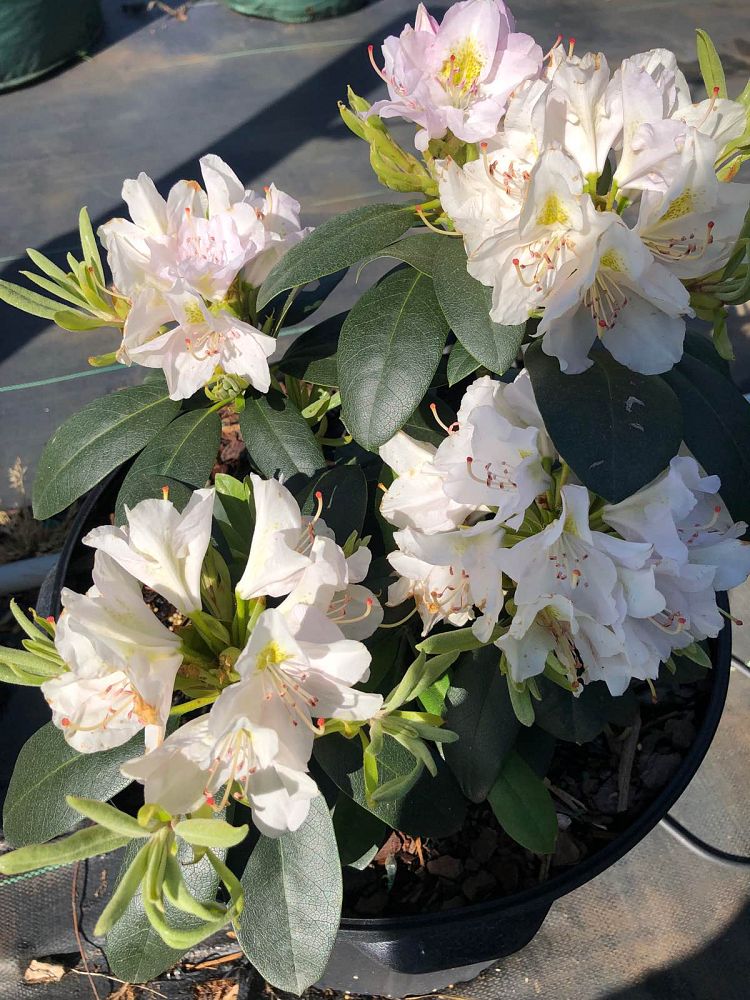 rhododendron-catawbiense-album