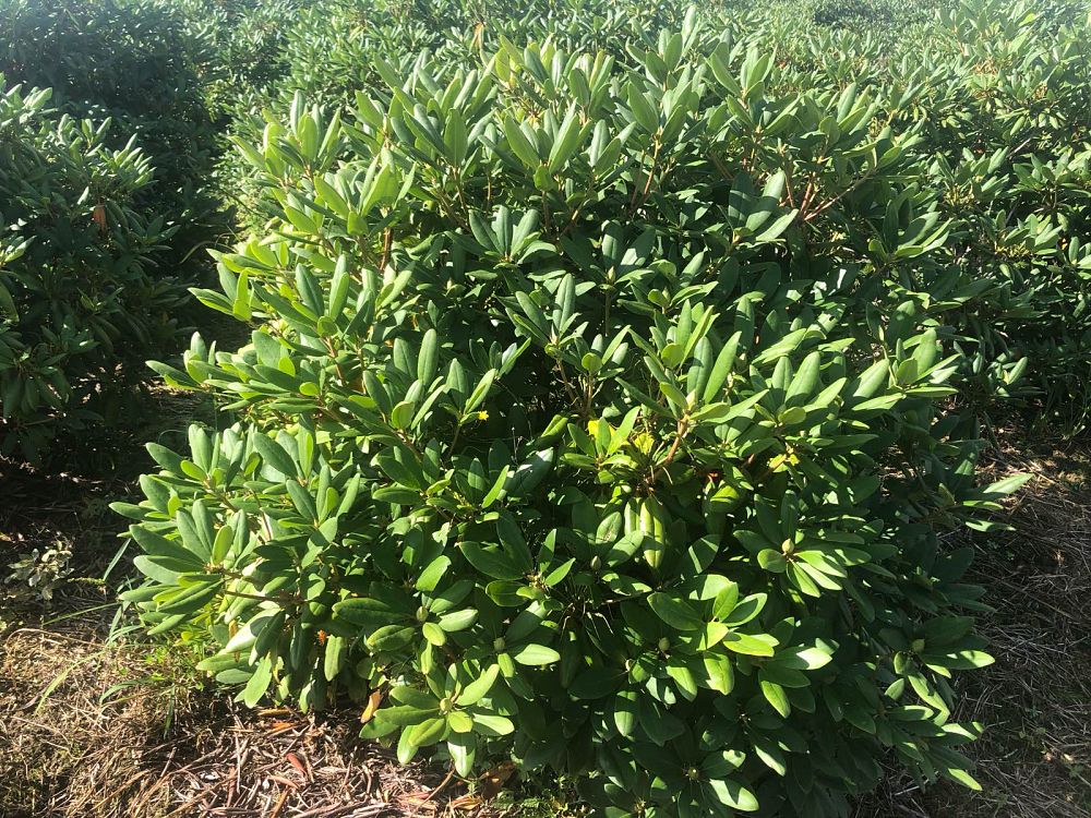 rhododendron-catawbiense-boursault