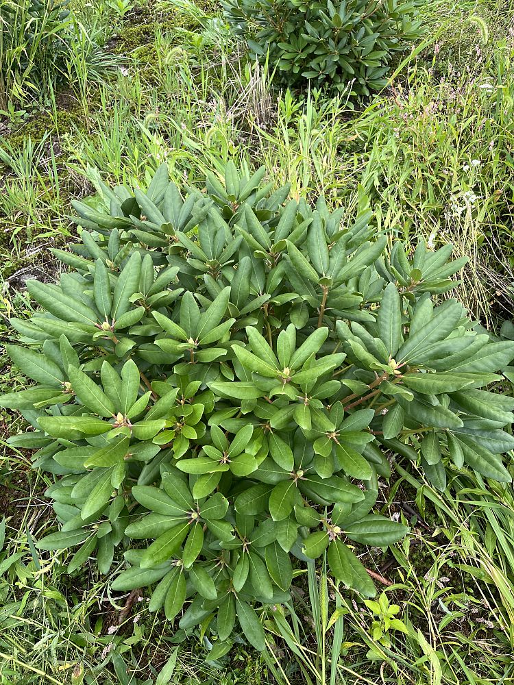 rhododendron-catawbiense-boursault