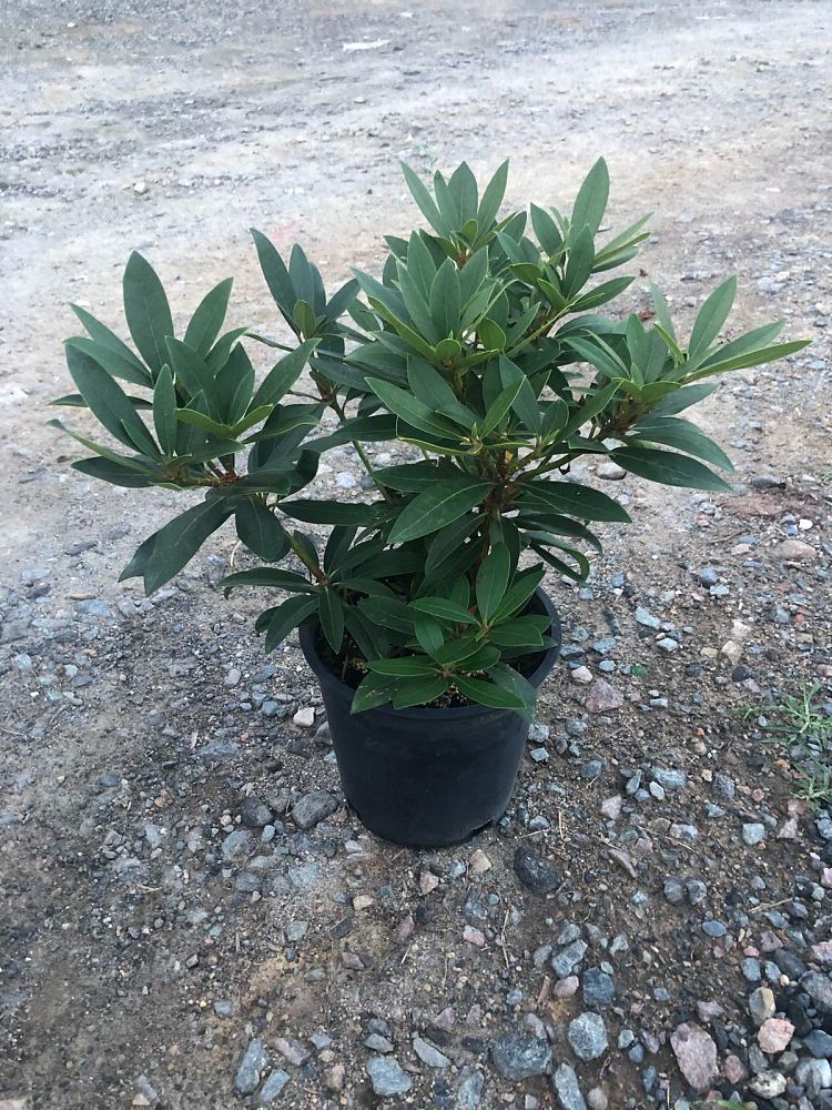 rhododendron-catawbiense-chinoides