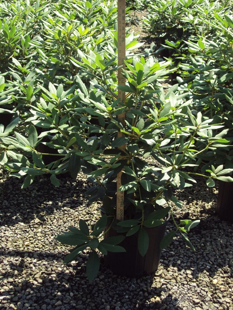 rhododendron-catawbiense-english-roseum