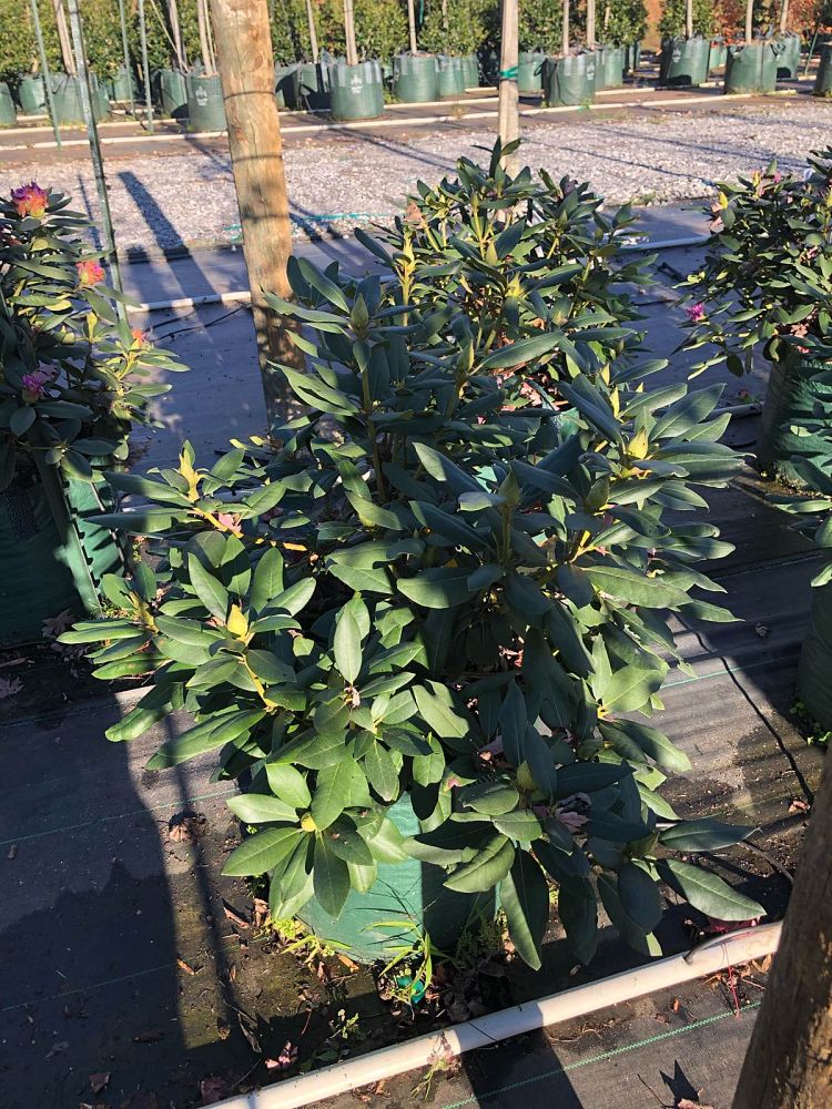 rhododendron-catawbiense-english-roseum