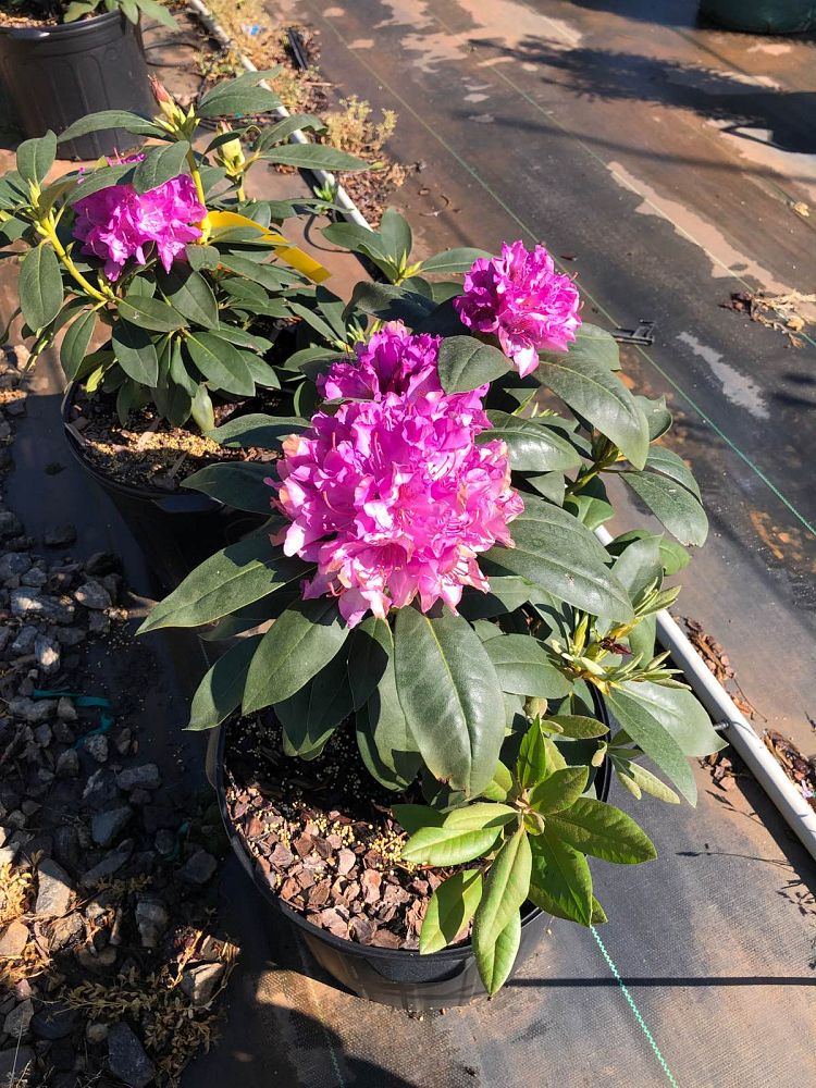 rhododendron-catawbiense-english-roseum