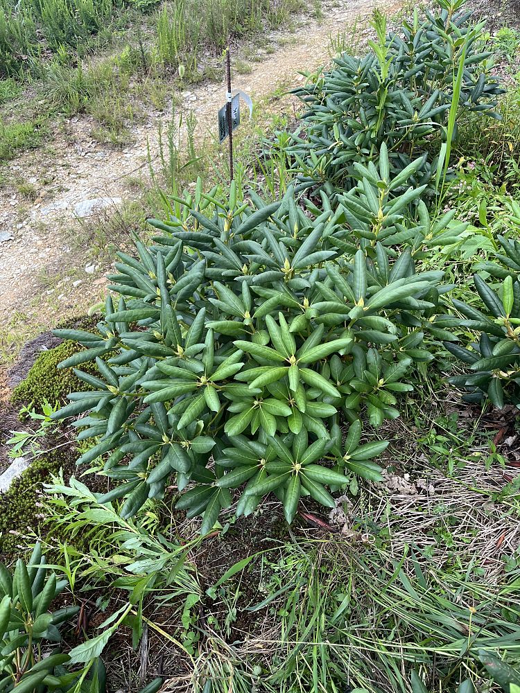 rhododendron-catawbiense-english-roseum