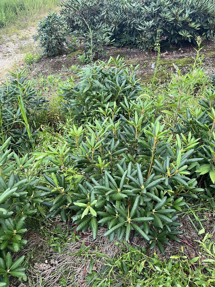 rhododendron-catawbiense-english-roseum