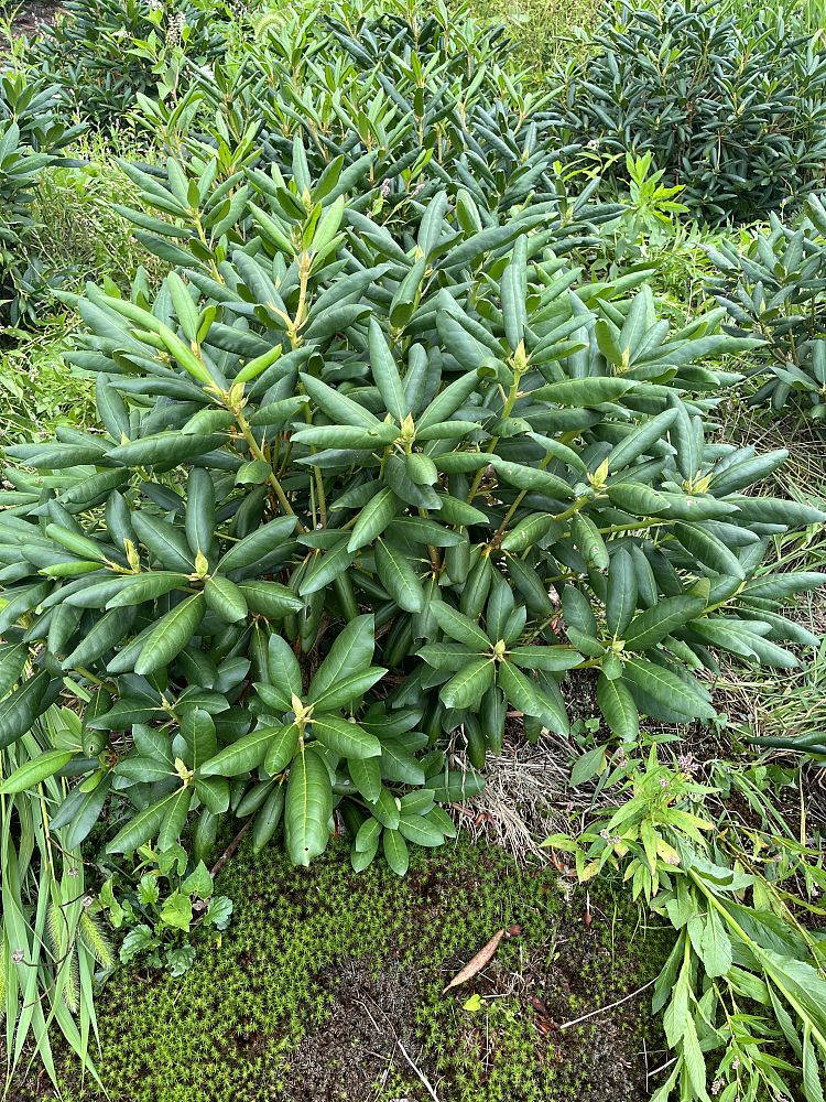 rhododendron-catawbiense-english-roseum