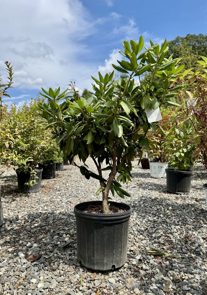 rhododendron-catawbiense-english-roseum