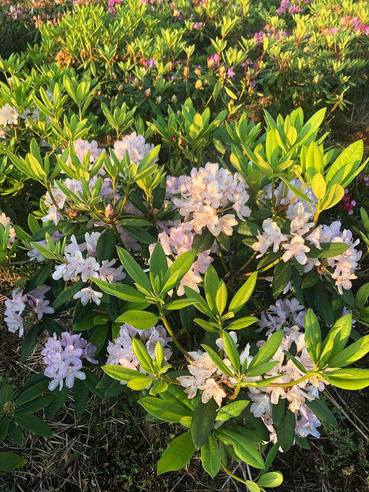rhododendron-catawbiense-maxecat