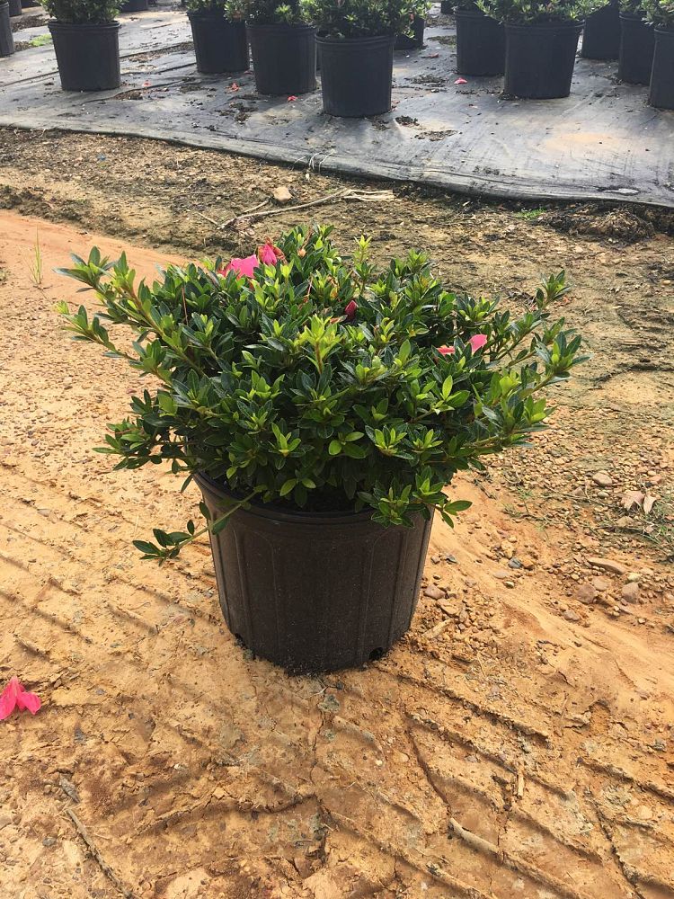 rhododendron-chinzan-satsuki-azalea
