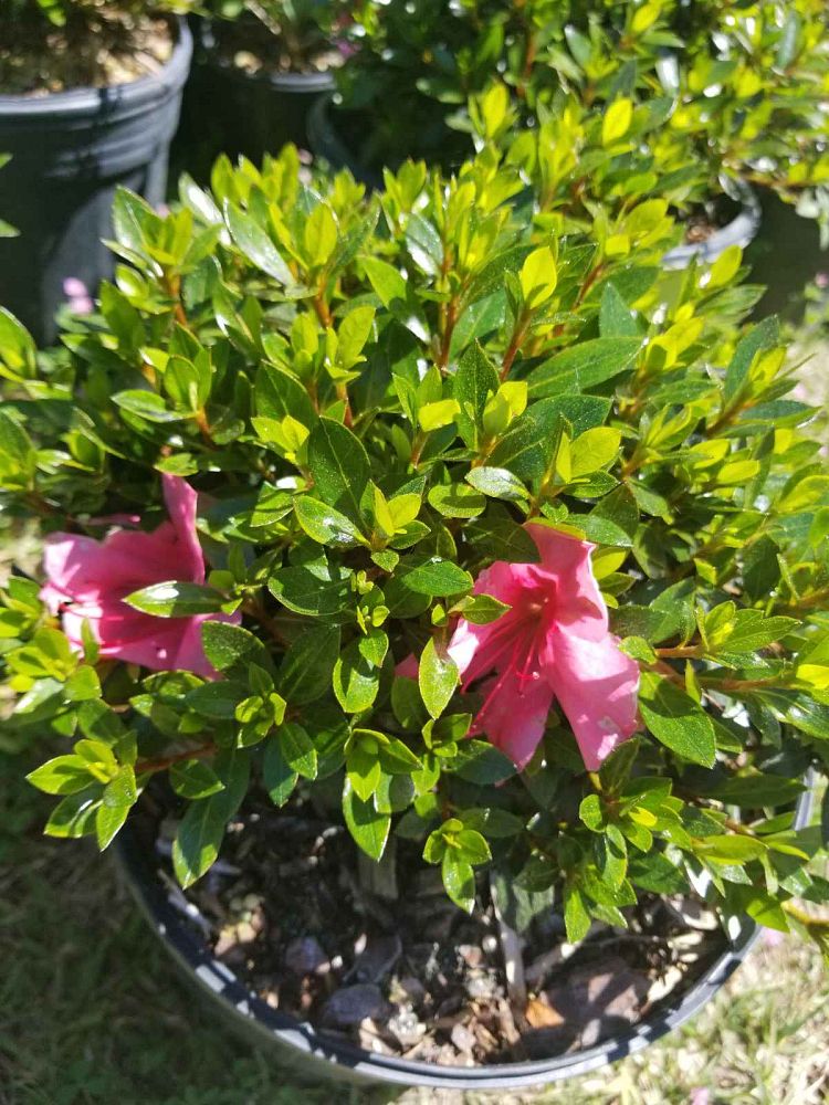 rhododendron-chinzan-satsuki-azalea