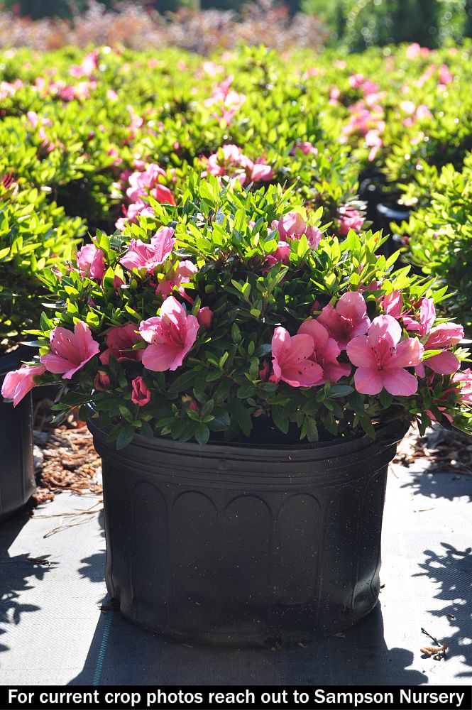 rhododendron-chinzan-satsuki-azalea