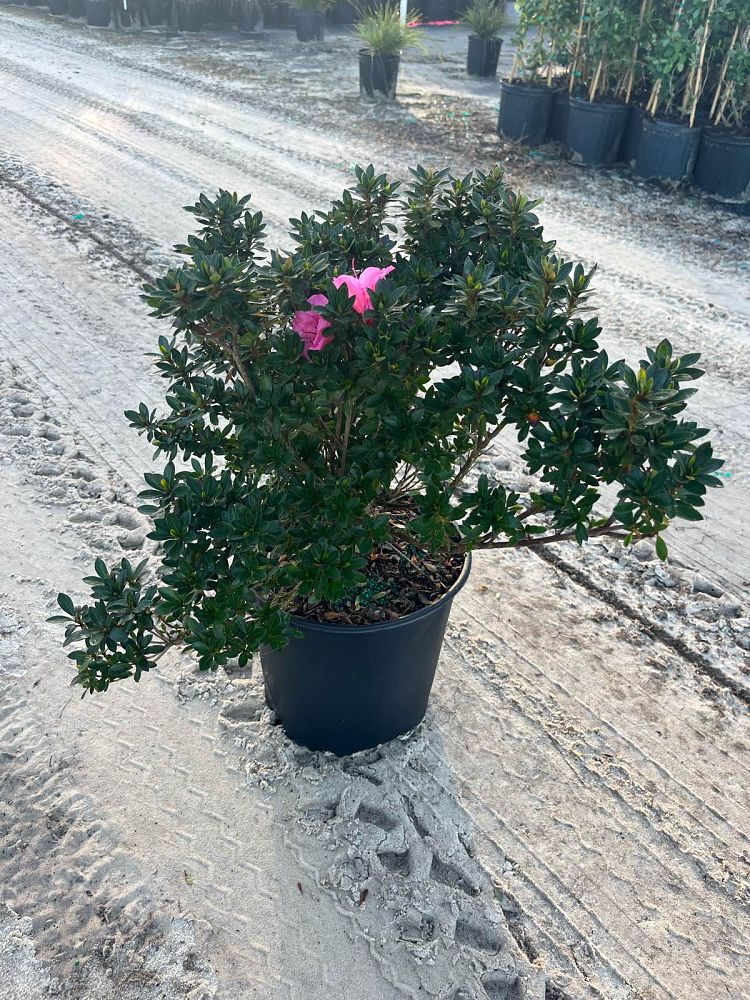 rhododendron-chinzan-satsuki-azalea