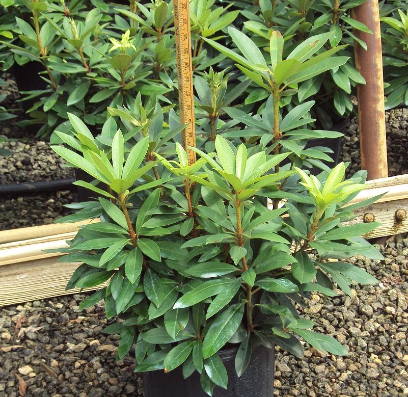 rhododendron-chionoides-chionoides-rhododendron
