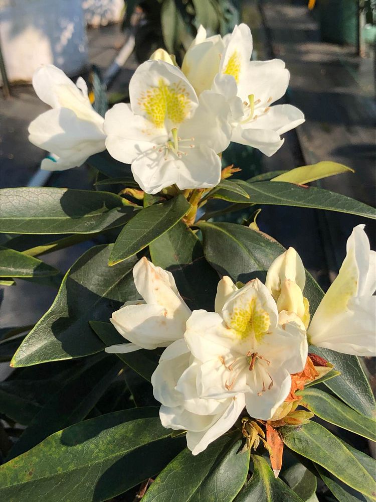 rhododendron-chionoides-chionoides-rhododendron