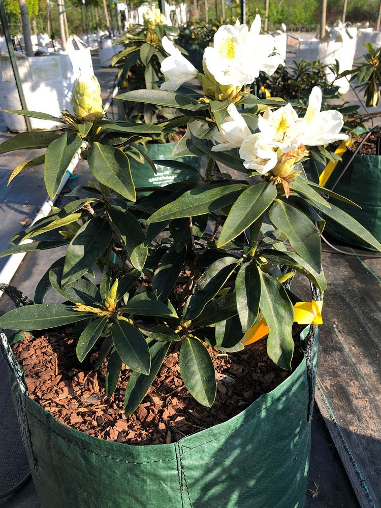 rhododendron-chionoides-chionoides-rhododendron